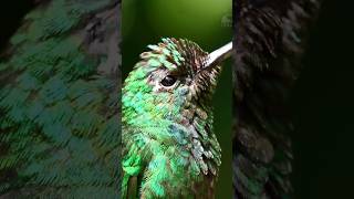 singing hummingbirds by ani male bird birdsound hummingbird [upl. by Wetzell]