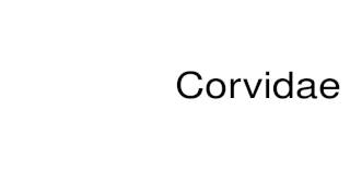 How to pronounce Corvidae [upl. by Nochur51]