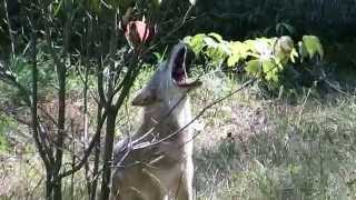 Coyotes howling at Bear Mountain Zoo [upl. by Aiseneg]