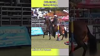 DULCINEA LA TINAJA 2010 trote caballos horse shortsvideo [upl. by Zehc782]