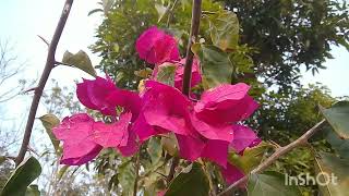 Beautiful Bauhinia variegata flowers✨✨💕 [upl. by Auqinehs685]