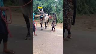 manjuvirattu eruthukattu bull jallikattu shorts love trending village trending amazing [upl. by Eneryc148]