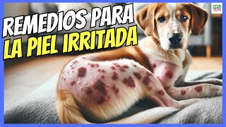 🔴 REMEDIOS CASEROS PARA LA PIEL IRRITADA DE LOS PERROS 🔴 [upl. by Eyahsal]