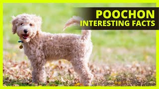 POOCHON BREED 101  What you need to know about the Poochon breed [upl. by Pollyanna]