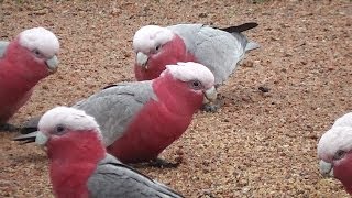 Galahs on Cold Winter Afternoon [upl. by Mooney]