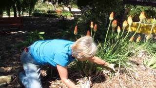 Red Hot Poker  Kniphofia Uvaria [upl. by Amaras275]