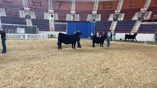 Junior Beef Breeding Cattle [upl. by Calendra]