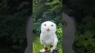 This Is Snowy Owl [upl. by Ennywg368]