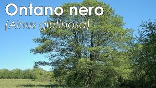 Ontano nero Alnus glutinosa [upl. by Nameloc]