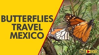 Majestic migration of monarch butterflies to Mexico [upl. by Ellatsirhc]