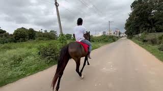 10km solo horse riding youtubeshortsyoutubereelshorsehorselovernewviral viralvideoshortssh [upl. by Salangi229]