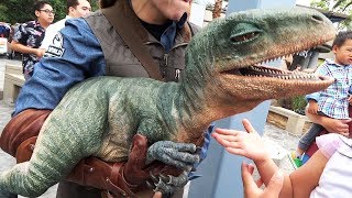 Raptor Encounter with Blue and Baby Tango in Jurassic World at Universal Studios Hollywood [upl. by Atnahs685]