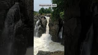 Hogenakkal falls ll Hogenakkal falls live today ll Hogenakkal falls tamil ll [upl. by Yenrab]