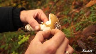 SETA ALUCINOGENA  AMANITA PANTHERINA  AMANITA PANTERA [upl. by Oirom]