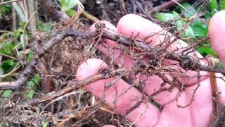 Why Permaculture People Love Autumn Olive  elaeagnus umbellata [upl. by Natam]