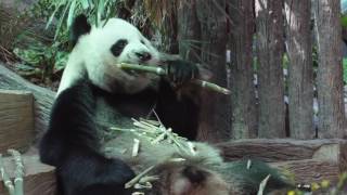 Giant Panda Eating Bamboo [upl. by Conah]