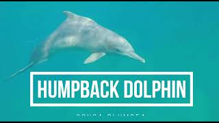 Indian Ocean humpback dolphin Sousa plumbea  Sea Search Sound Library [upl. by Sherwynd]