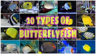 20 TYPES OF BUTTERFLYFISH [upl. by Beora371]