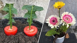 How to grow Gerbera at home│Gerbera [upl. by Mary681]