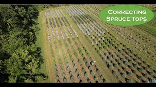 Behind the Scenes Pruning Spruce Tops on a Christmas Tree Farm [upl. by Ahearn]