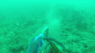 Spearfishing off of Sebastian inlet [upl. by Thomasa]