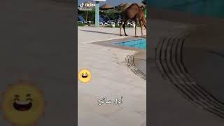 شاهد جمل يسبح في بركة السباحة Camel swimming in the pool 😂 [upl. by Nal]