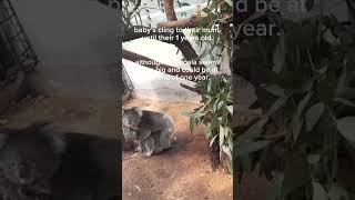 What are the koalas doing Answered koala animals [upl. by Solley]