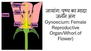 Sexual Reproduction in Flowering plants Lecture 3GynoeciumजायांगClass 12Target Board NEET 2025 [upl. by Jahdai]