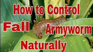 HOW TO CONTROL FALL ARMYWORM NATURALLY fall armyworm [upl. by Nagam]