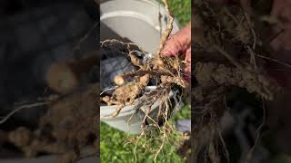 Holy nematodes on tomato plants ￼ [upl. by Molini]