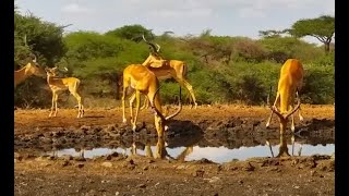 Impala Lamb Hangs Out With The Boys While Mum Drinks [upl. by Reldnahc532]