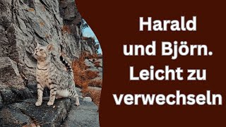 Als die Katzen mit der Fähre in die Berge fuhren [upl. by Cirdor]