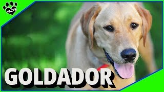 Goldador Dogs 101 Golden Retriever and Labrador Retriever Mix [upl. by Farrish876]