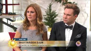 Hundarnas värsta kväll är här  så hjälper du din rädda vovve  Nyhetsmorgon TV4 [upl. by Esaertal]