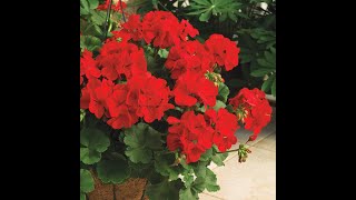 Gorgeous Geraniums  Varieties of Geraniums  How to take care and Propagate HD [upl. by Analat449]