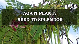 Agati Sesbania Grandiflora  Sesban  SwampPea  Hummingbird Tree  Plant Seed To Splendor [upl. by Norbel]