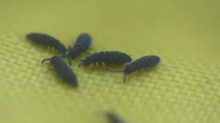 Numerous Springtails Swarming and Jumping High in Closeup [upl. by Nnauol]