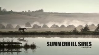 SUMMERHILL SIRES FILM 2013  2014 [upl. by Beaston]