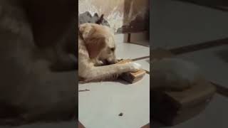 Dil hai chota sa❤️🥰😍🙃 shortvideo varilsong youtube dog doglover dogshorts varil shorts [upl. by Eitac]