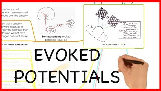 EVOKED POTENTIALS PHYSICS SERIES [upl. by Grath]