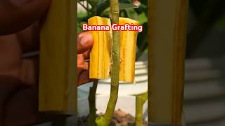 How to Graft a Plant Using Banana garden agriculture nature [upl. by Powell659]