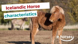 Icelandic horse  characteristics origin amp disciplines [upl. by Enamrej]