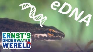 Zo gebruiken we DNA voor onderzoek naar waterdieren 26 Ernsts OnderWaterWereld [upl. by Dixil68]