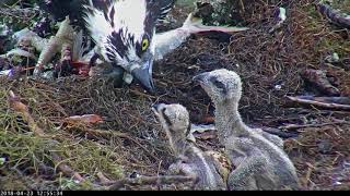 Live Fish Fed To Osprey Chicks On Wet Day In Savannah GA – April 23 2018 [upl. by Siurtemed]