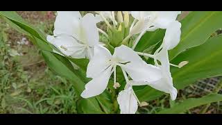 Hedychium spwhite color [upl. by Alley375]