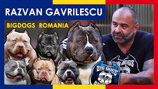 One of the most beautiful Kennel in the World American Bully Kennel  Big Dogs Romania [upl. by Goober9]