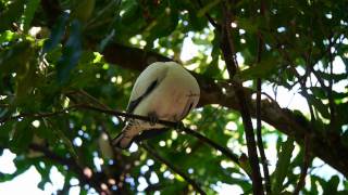 Torresian Imperial Pigeon or Torres Strait Pigeon Ducula spilorrhoa [upl. by Hanikas]