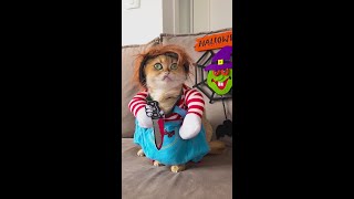 🎃 Tricks amp Treats Fun Halloween Outfit Ideas for My Cat and Me 🐾👻 cat halloween outfitideas [upl. by Cargian]