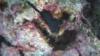 フタイロカエルウオ Bicolored blenny Twotone Combtoothblenny Ecsenius bicolor [upl. by Eimilb916]