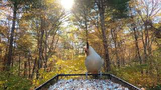 Cardinal Blue Jay Woodpecker Titmice [upl. by Mahseh508]